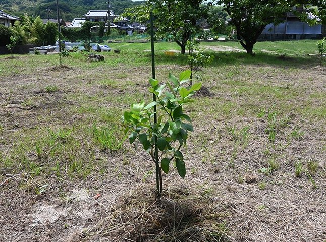 【江田島え〜れもんプロジェクトin kanokawa】レモンは元気に育っています