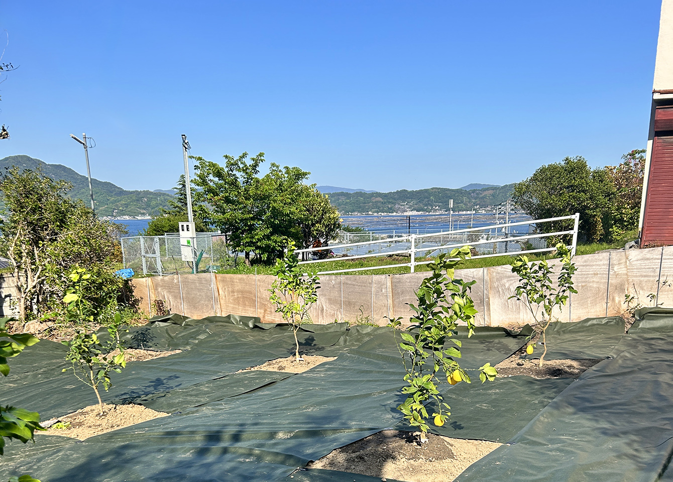 完成した高田のおうちの畑の全景