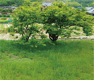 江田島レモン